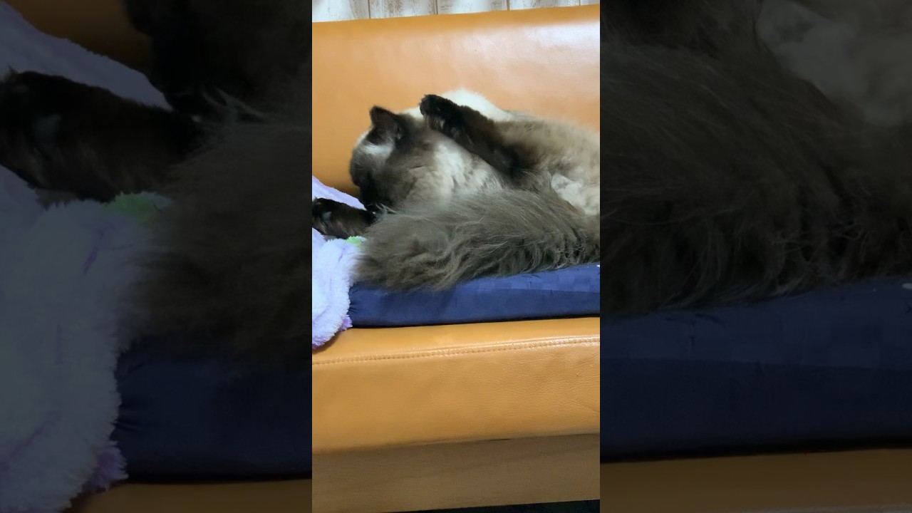 本日も綺麗にお手入れ中#猫 #ヒマラヤン #猫のいる生活 #shorts