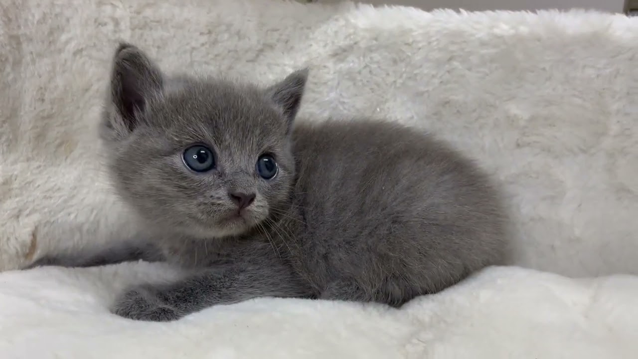 アメリカンカール 【ブルー】綺麗な瞳のアメリカンカール❤️