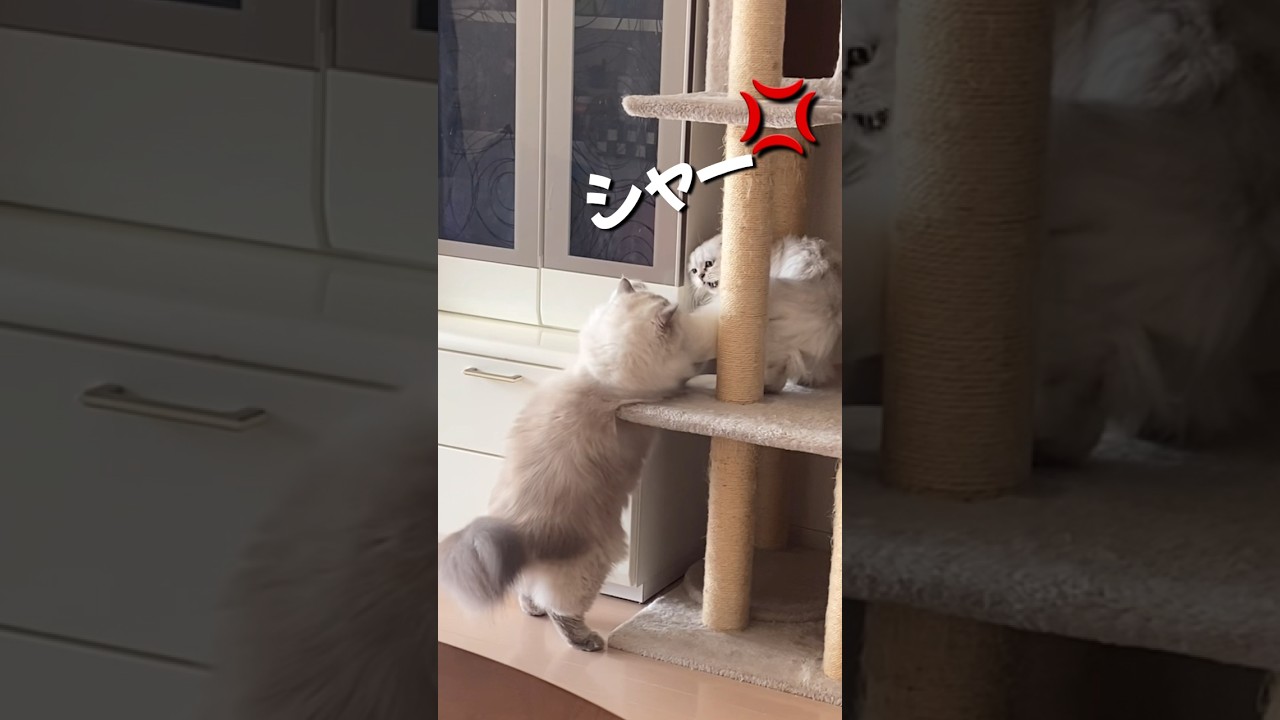 てん、今日もフラれる#ヒマラヤン #ネコ #ショート