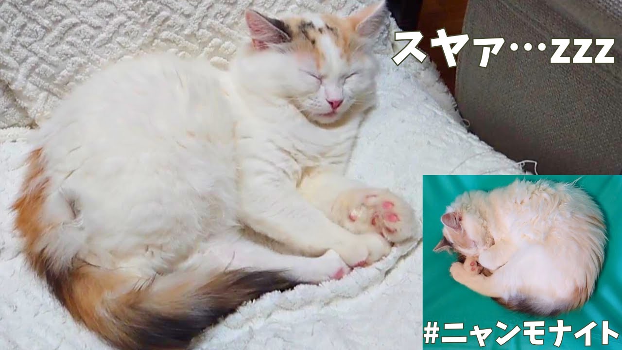ニャンモナイトも出現？！自由気ままにくつろぐ４匹のにゃんこ【ラガマフィン】【マンチカン】【保護猫】【子猫】