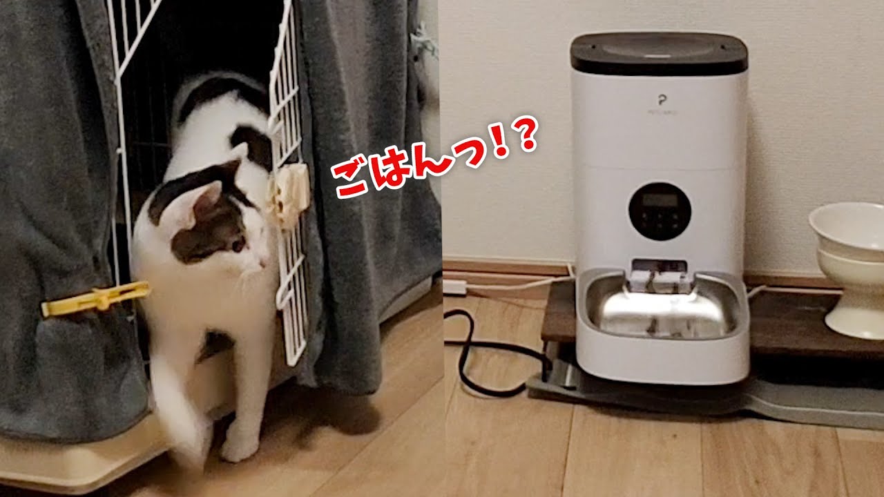 ハンモックでくつろぎ中にエサが出てきて、焦って下りてくる猫が可愛すぎる