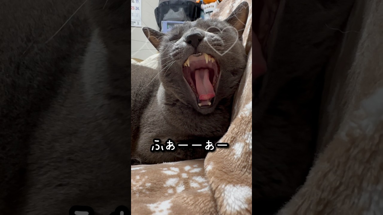 【ロシアンブルー】めろん、私の椅子でお留守番ね🤭【猫】#shorts