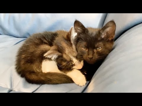 離れたくなくて抱きしめて眠る子猫