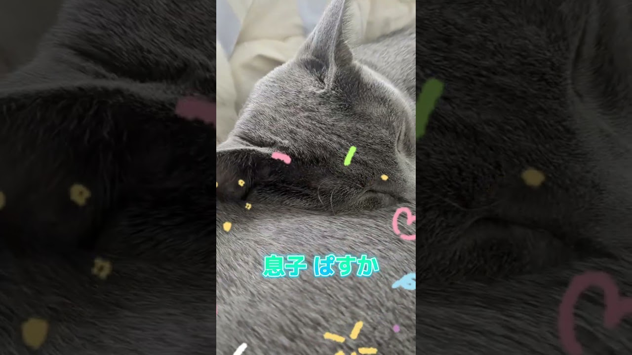 イクメンパパ 子供達と数珠つなぎ🐈‍⬛ #ロシアンブルー #russianblue #猫