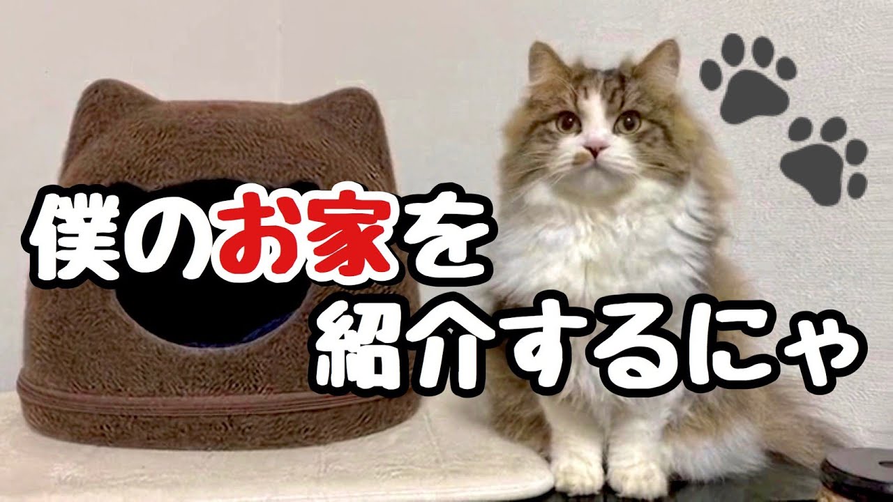 もふ猫の新しい猫ハウスご紹介☆*。【スコティッシュフォールド】