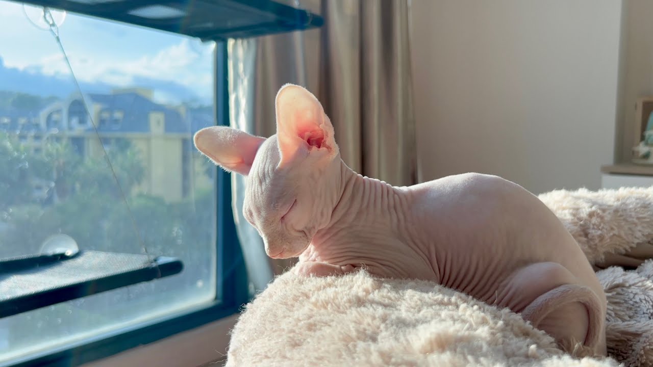 毛がない子猫の朝のルーティン【スフィンクス猫】