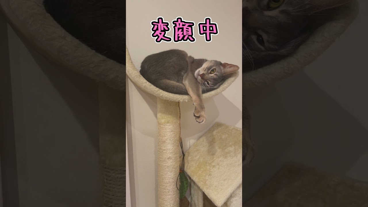 お手てを見せてくるうちの猫さん #shorts #猫 #アビシニアン