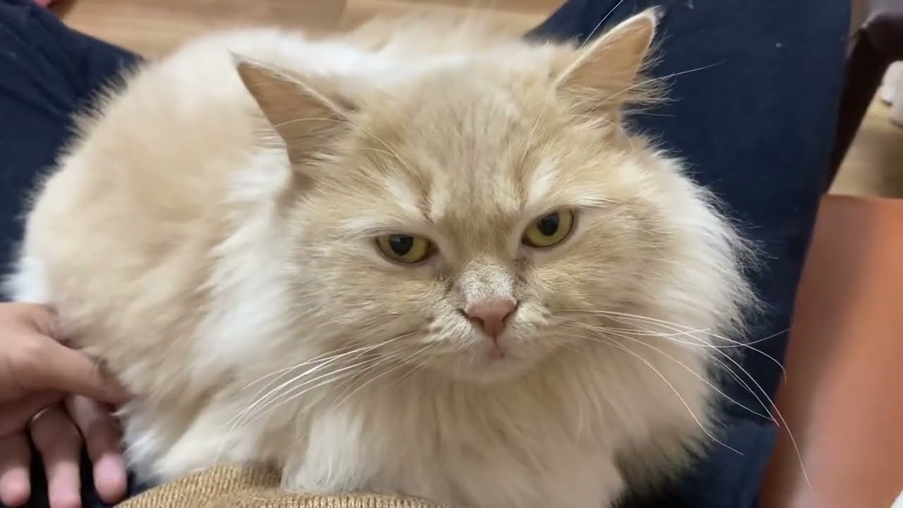 猫のミヌエットは乗っかってきてのんびりモード🐈cat daily blog もこの日常（猫）ちょっと重たいけど可愛い猫🐱#猫 #cat #kitten #biri #mao #猫ミーム
