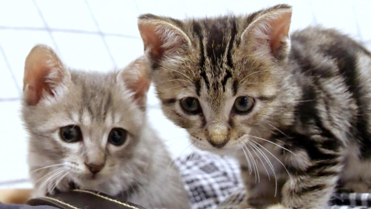 違いが分かる子猫達は手作りの箱には目もくれずお気に入りの１００円バスの箱で楽しそうに遊んでいました【赤ちゃん猫　保護猫】