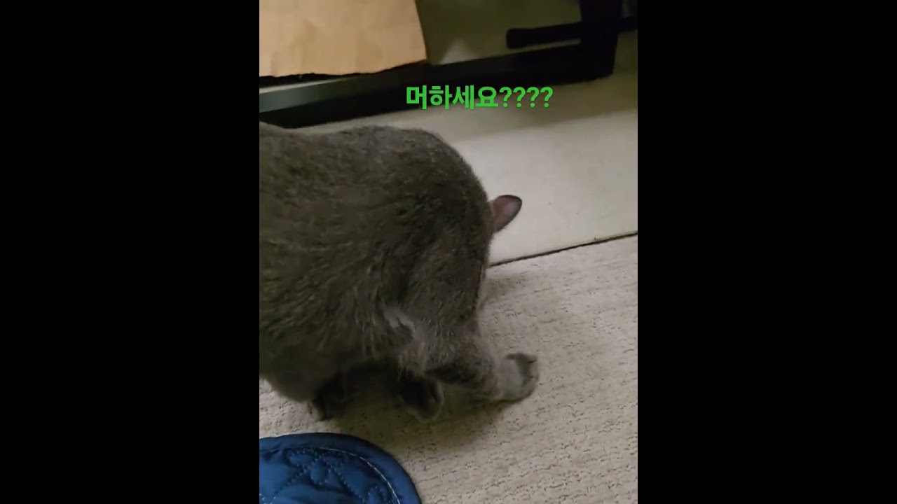 원펀치 #러시안블루 #토토 #うちのロシアンブルー #ロシアンブルー