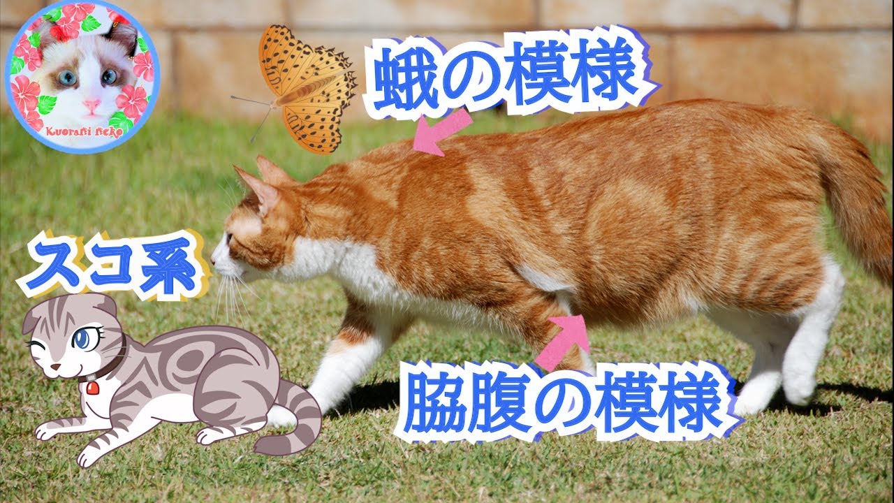 うちのでぶ猫にはスコティッシュフォールドの血が入っているのでしょうか？
