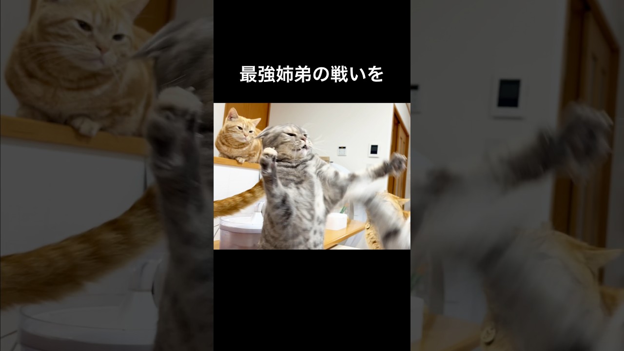 最強姉弟の戦いを傍観してるマンチカン組 #猫 #マンチカン #shorts