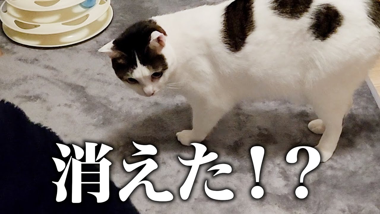 要らないものに砂をかけてナイナイしてたら、本当に消えちゃって焦る猫が可愛い