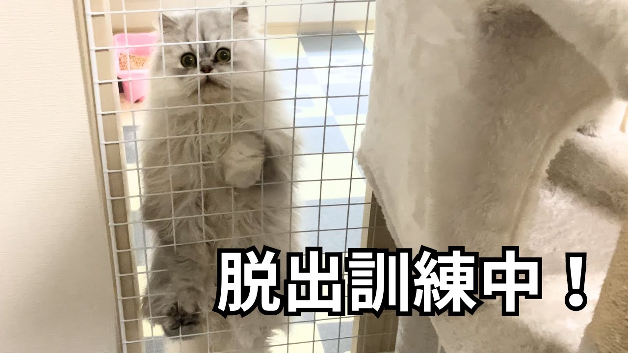 【ペルシャ猫】脱出のトレーニングに励む姿が可愛すぎた！