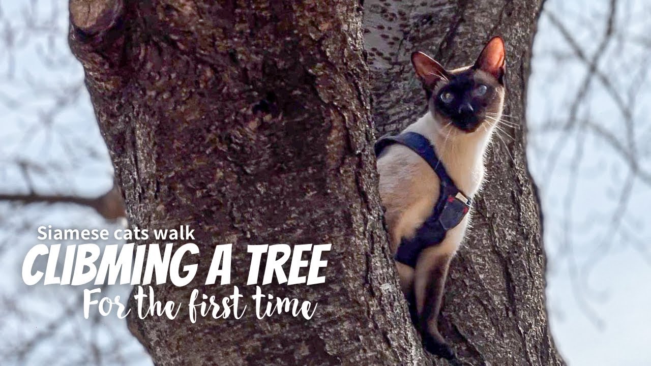 Siamese cats walk - Cat climbing a tree, Winter vlog