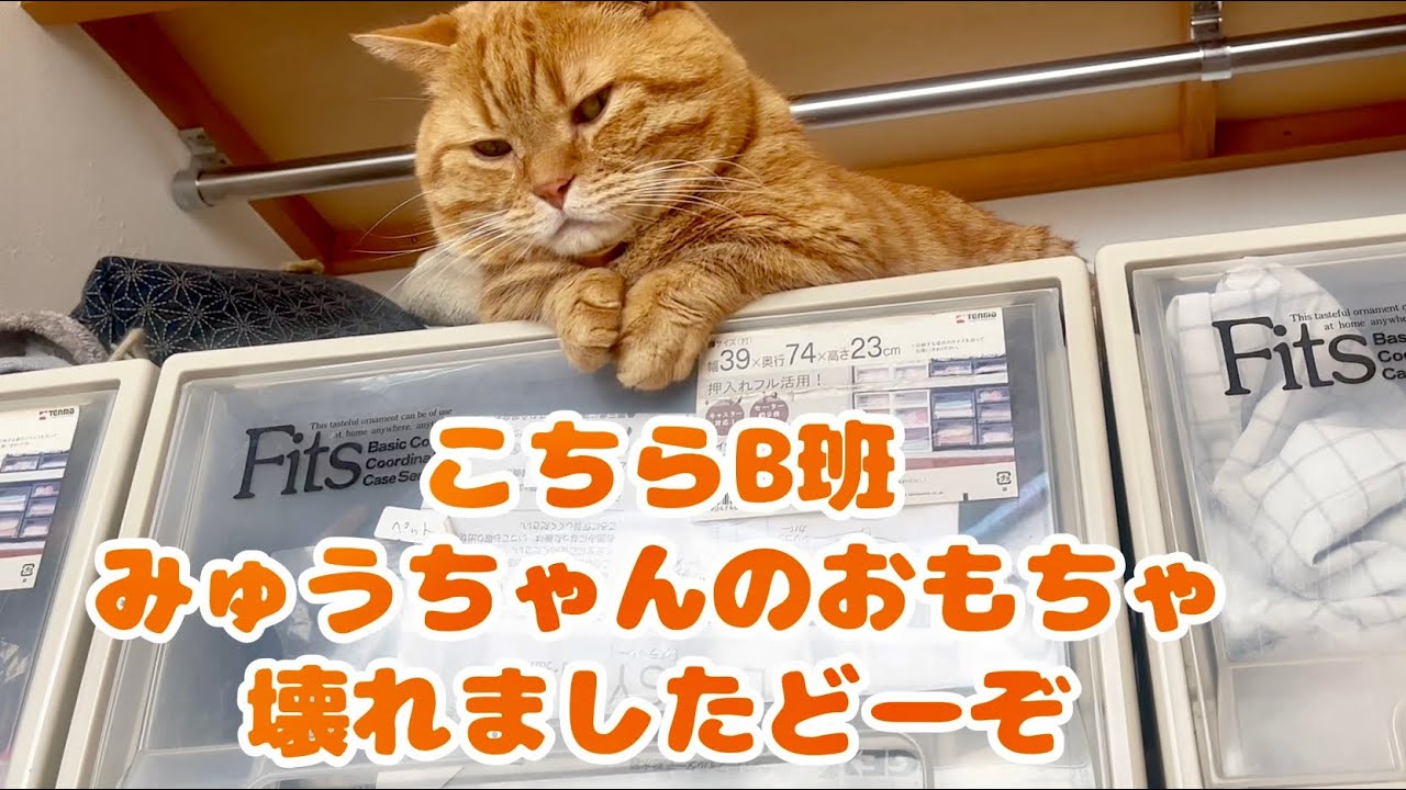 みゅうちゃん怪獣を見張ってるねこもふ探偵団 #猫 #マンチカン