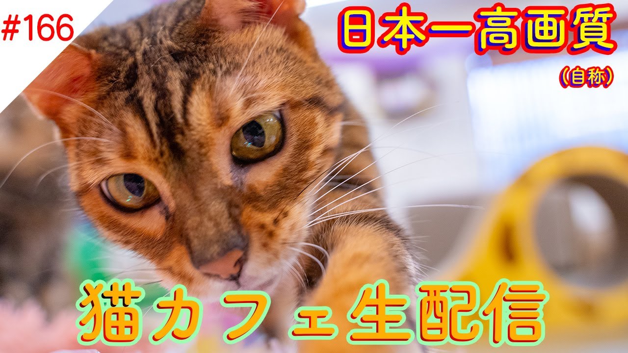#166 日本一高画質猫カフェ生配信(自称) Virtual catcafe tour