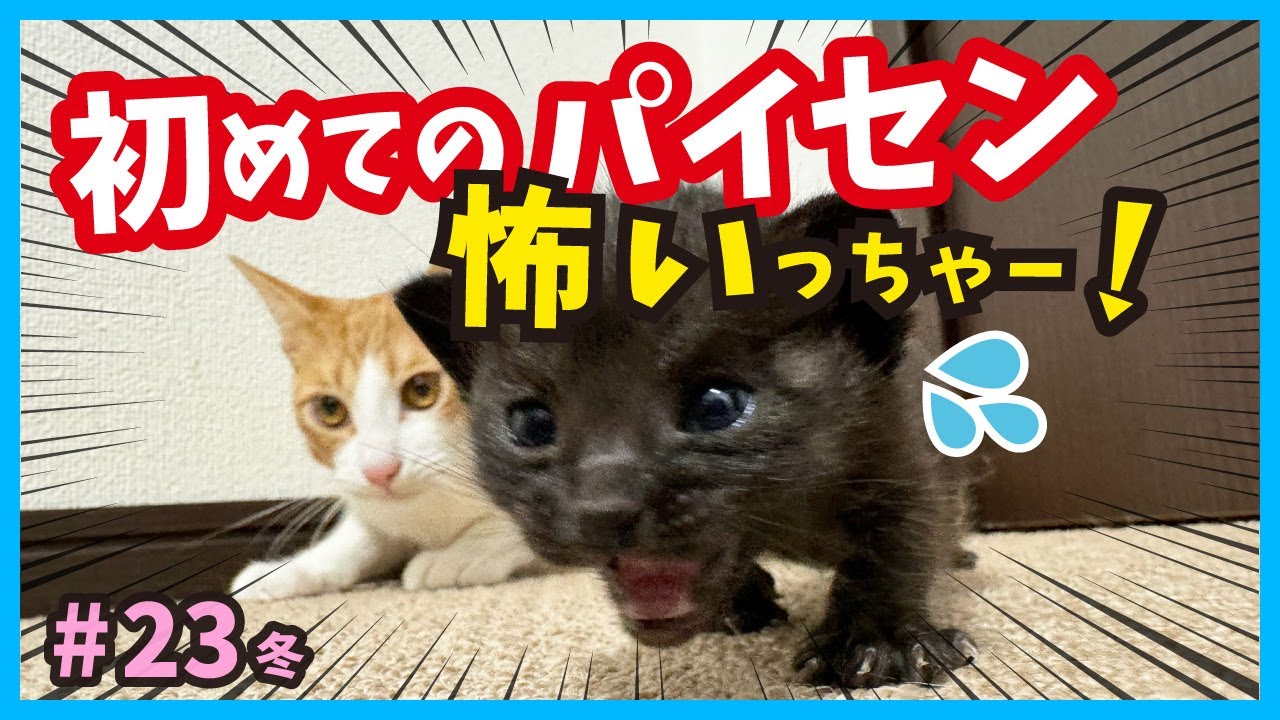 【威嚇】元気子猫には先輩猫の方がタジタジ？真冬に保護した赤ちゃん猫たちの成長記録。（冬23）