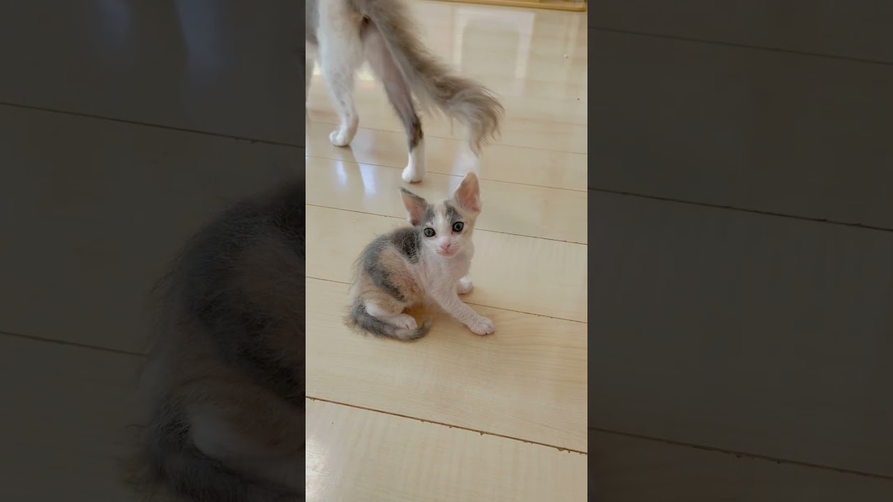 長足巻き毛スクーカム女の子🩷 【お問合せ詳細は説明欄に記載あります】 #スクーカム #ブリーダー直販 #マンチカン #ミヌエット #ラパーマ #子猫 #子猫販売 #猫 #猫のいる暮らし #猫動画