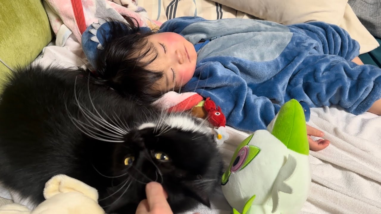 近くで皆んなが寝る猫　ラガマフィンA cat that everyone sleeps nearby. Ragamuffin.
