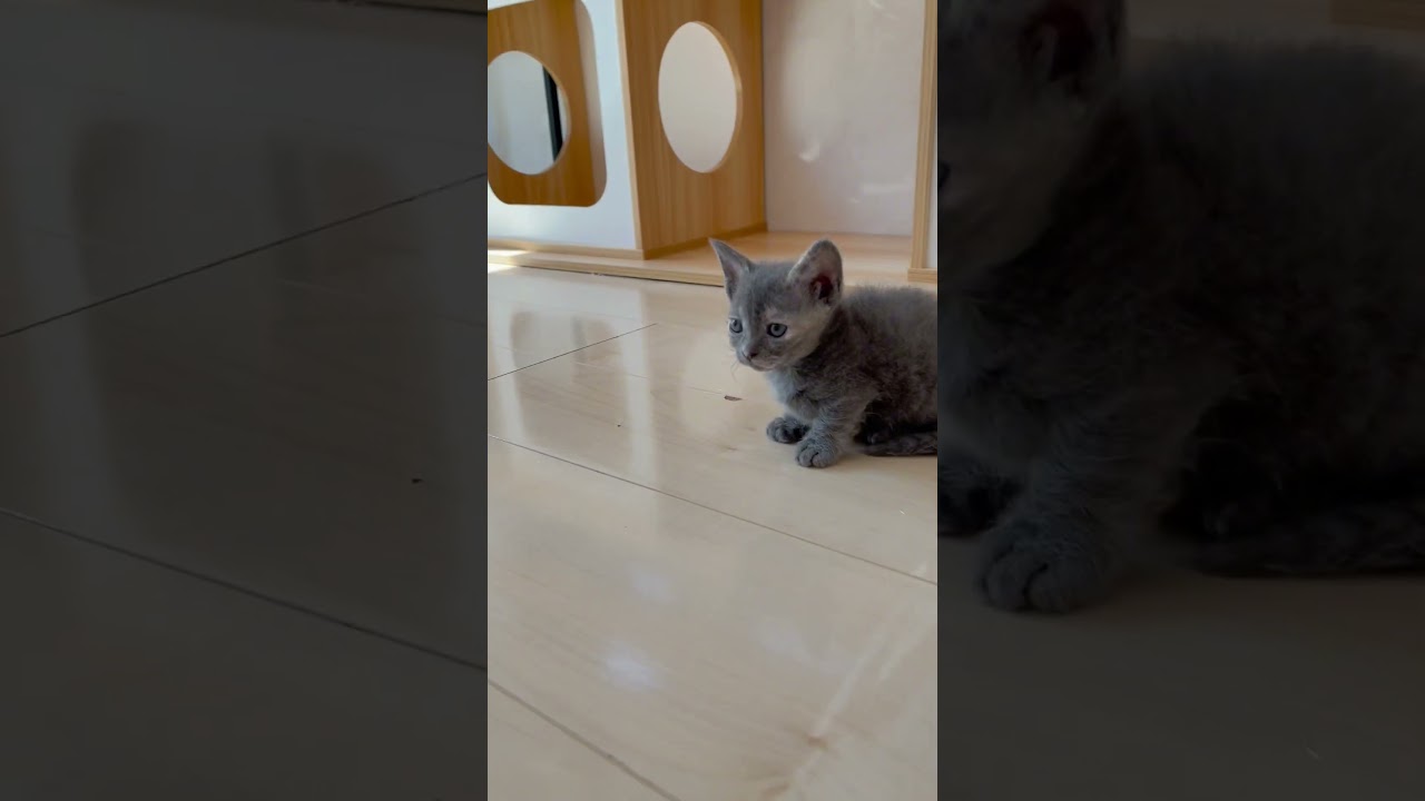 短足巻き毛スクーカム女の子🩷 【お問合せ詳細は説明欄に記載あります】 #スクーカム #ブリーダー直販 #マンチカン #ミヌエット #ラパーマ #子猫 #子猫販売 #猫 #猫のいる暮らし #猫動画