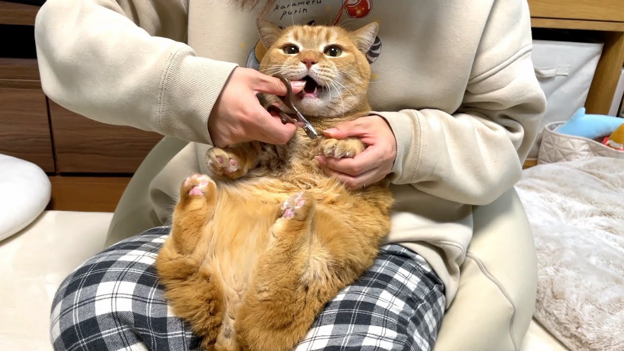 怒りん坊の猫の爪切りはスピード勝負です！