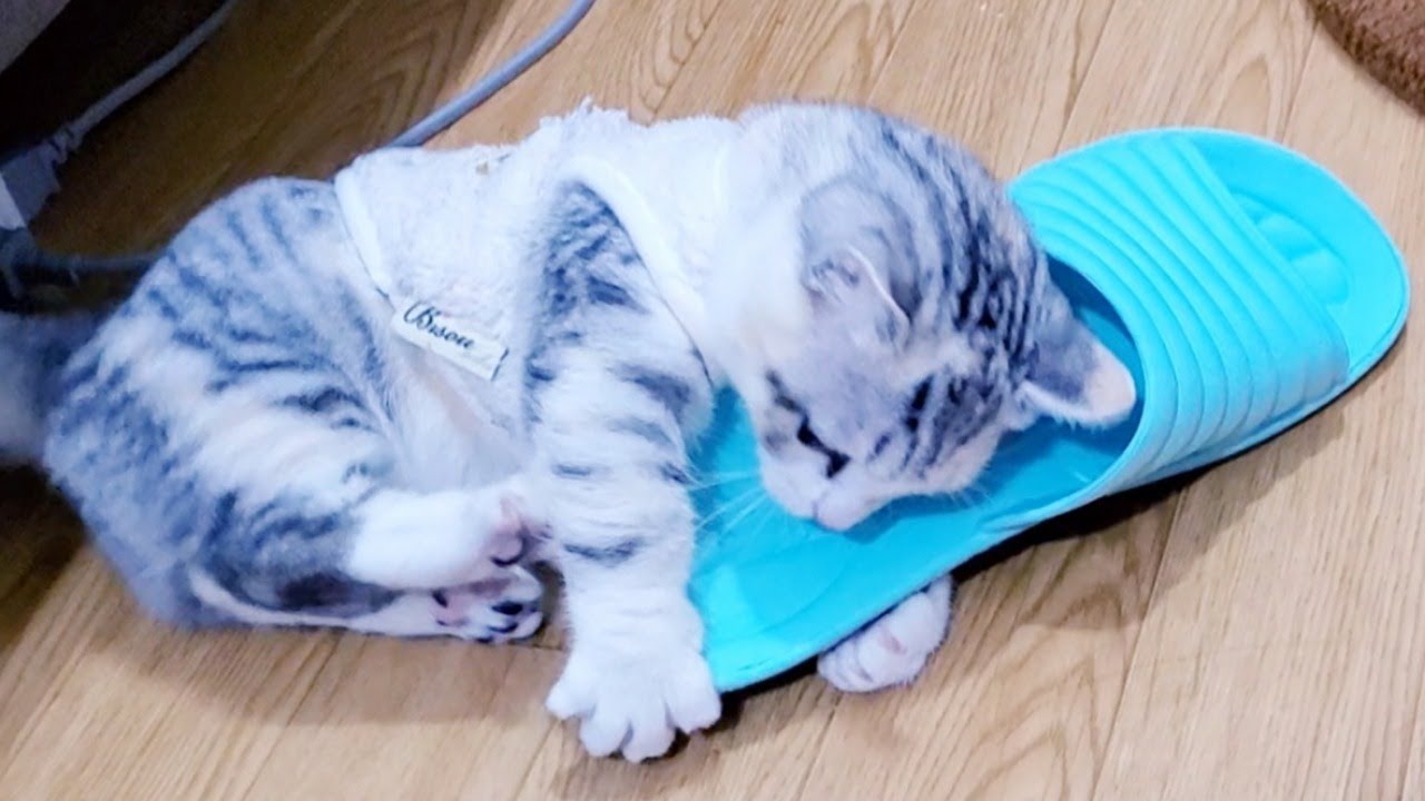 [子猫] ママのスリッパを奪って遊ぶ子猫がかわいすぎます！！  #53