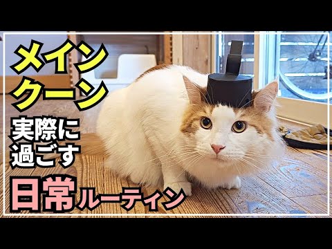 大型猫メインクーンがお内裏様になりました。