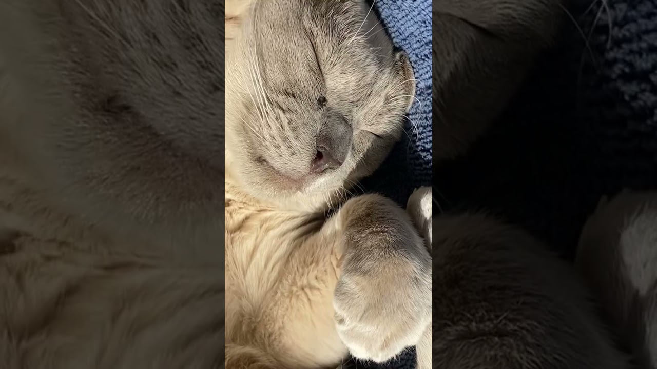 マイペースに 猫ミームなんて気にしない　#shorts #トンキニーズ　#保護猫