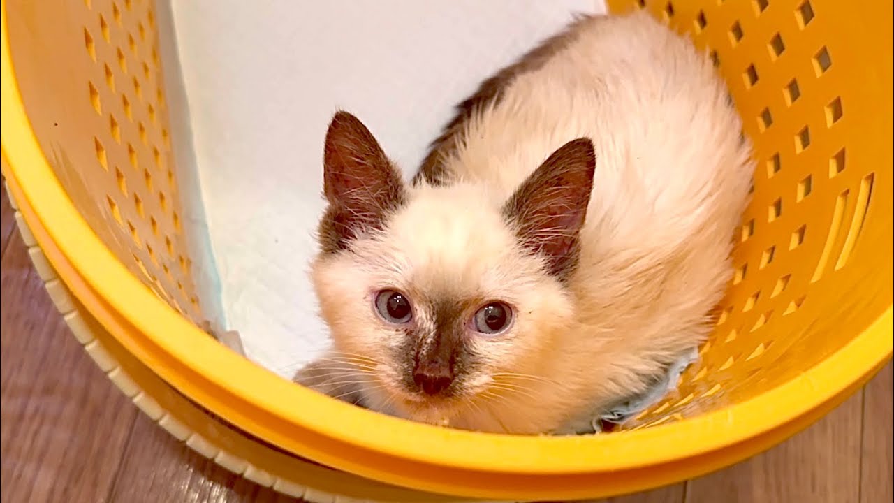 遅れて保護され周りと馴染めなかった子猫が幸せを掴むまで。