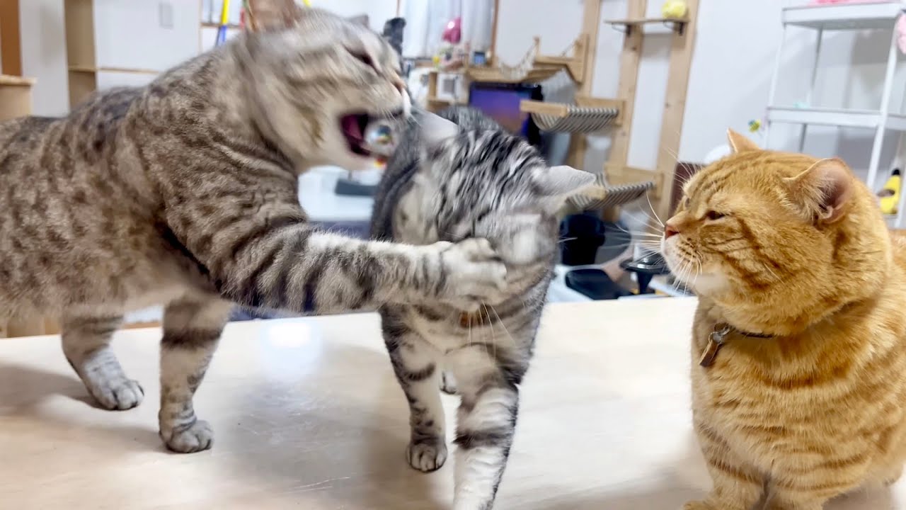 標的を間違えたポッポターミネーター #猫 #マンチカン