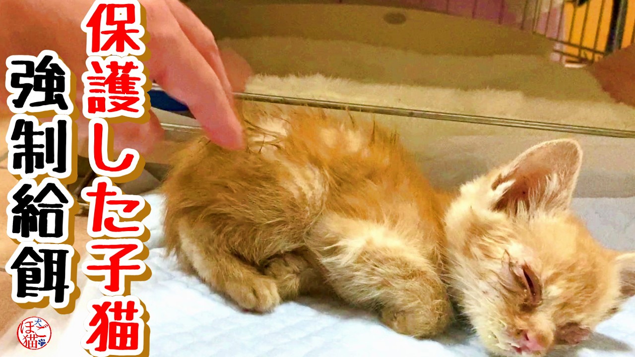 【子猫 保護 子犬 野犬】保護した子猫の体調がよくありません＋おまけコーナー