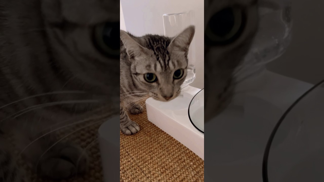 ユキオさんも給水器から飲んだ😸さすがうちの子達は慣れるの早いね‥最後🤣 #cat  #ニャン  #オシキャット  #ベンガル  #癒し動画
