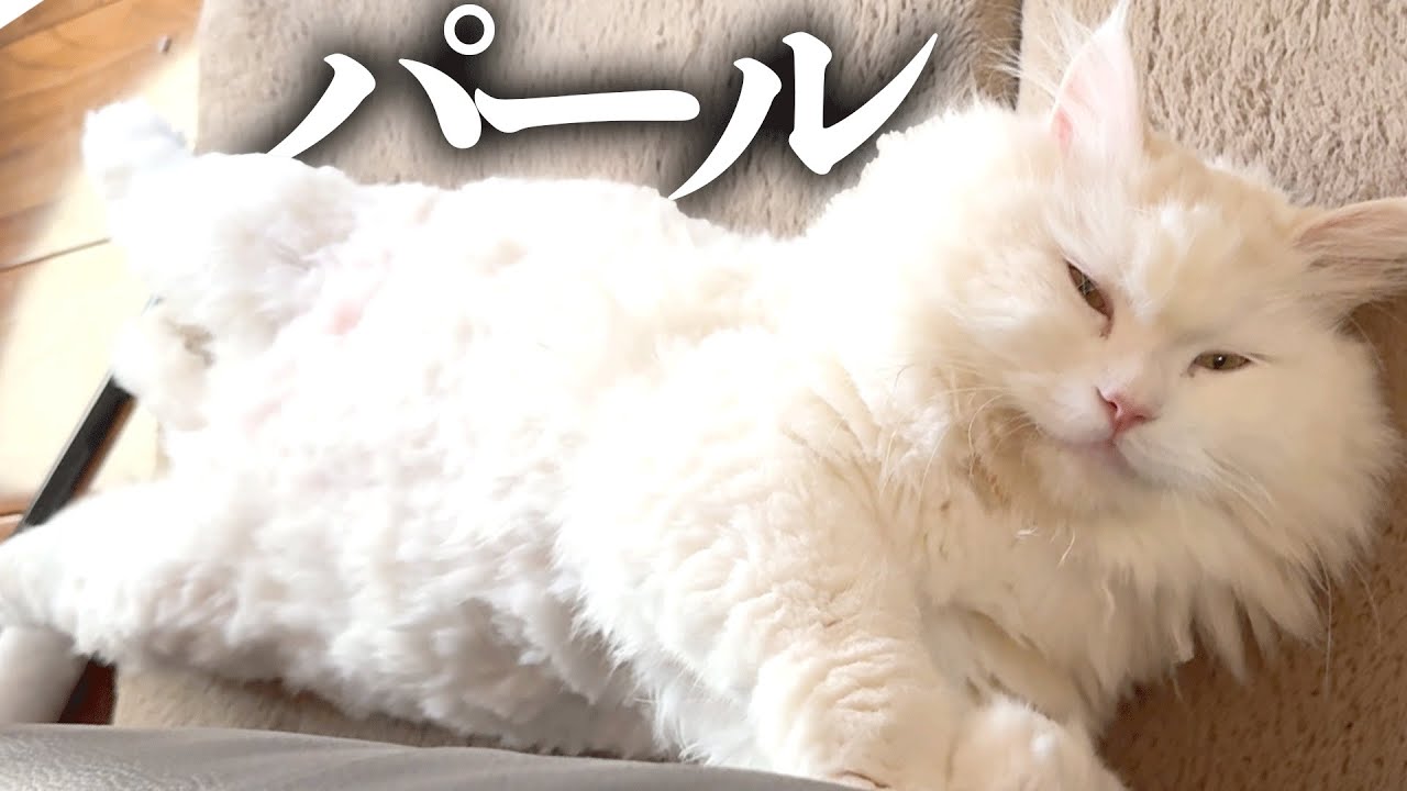 【猫ちゃん総選挙】・白猫・ラガマフィン・パールくん