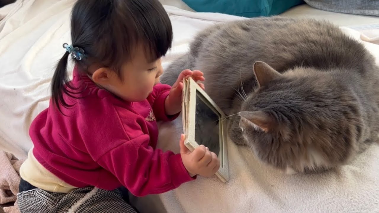 二歳児から自分の顔を見るよう勧められる猫　ノルウェージャンフォレストキャット　A cat that can show its own face