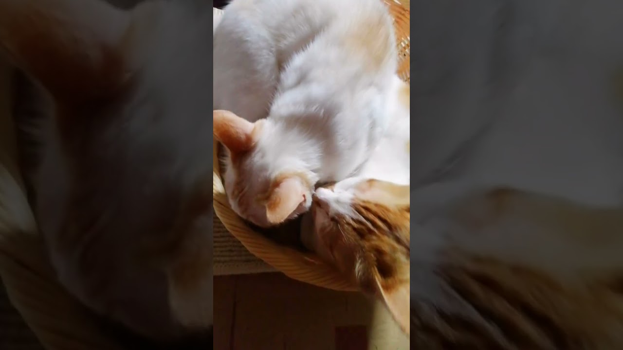 【ねこ動画】ラブラブからの…💔 #shorts #猫 #ねこ親子