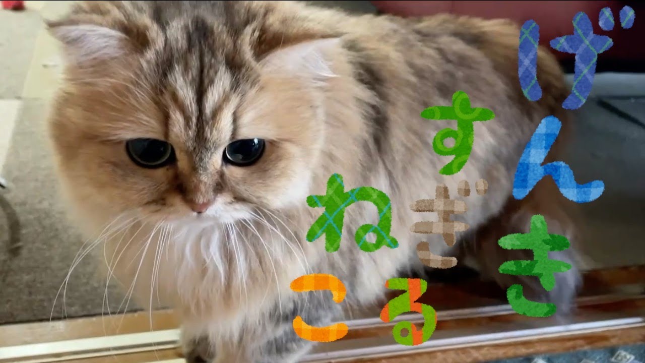 【ペルシャ猫】【もふもふ】多頭飼い❗️先住猫たちを圧倒❤️激しい動きが可愛すぎるペルシャ猫のマリーちゃん