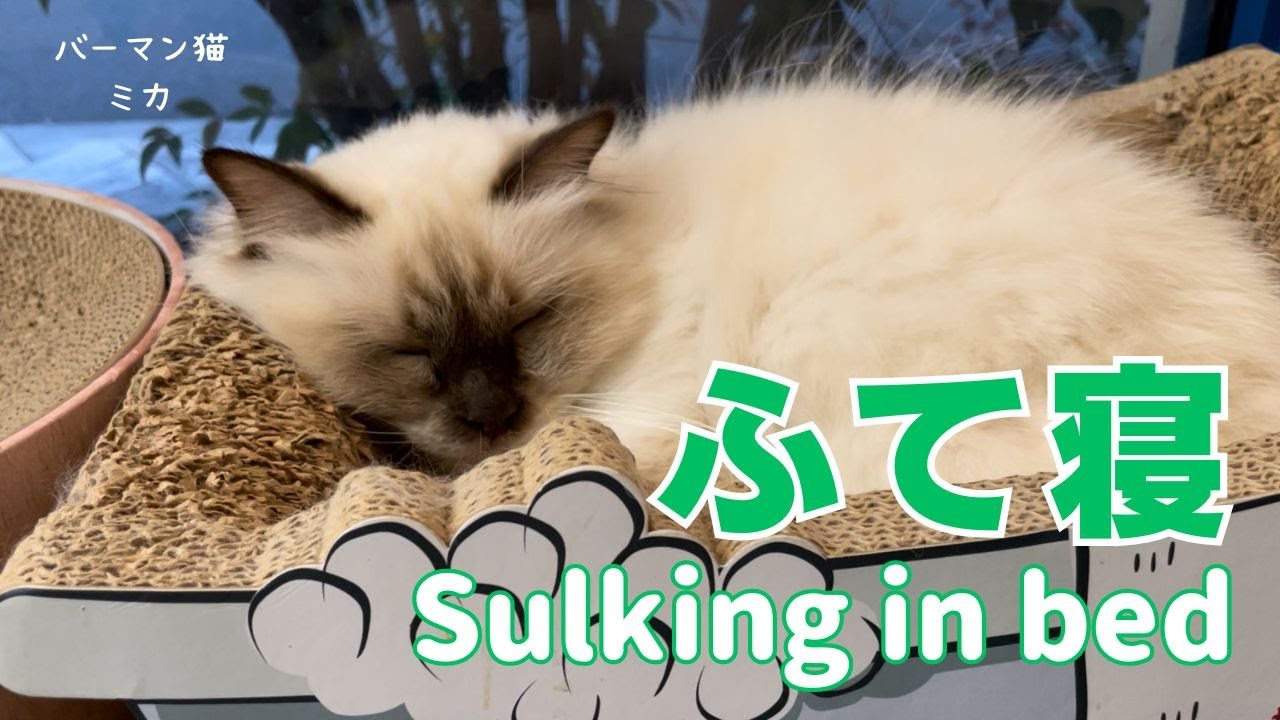 バーマン猫ミカ【ふて寝】Sulking in bed（バーマン猫）Birman/Cat
