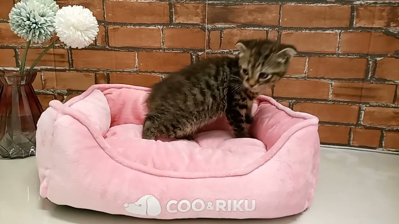 666829 スコティッシュフォールド