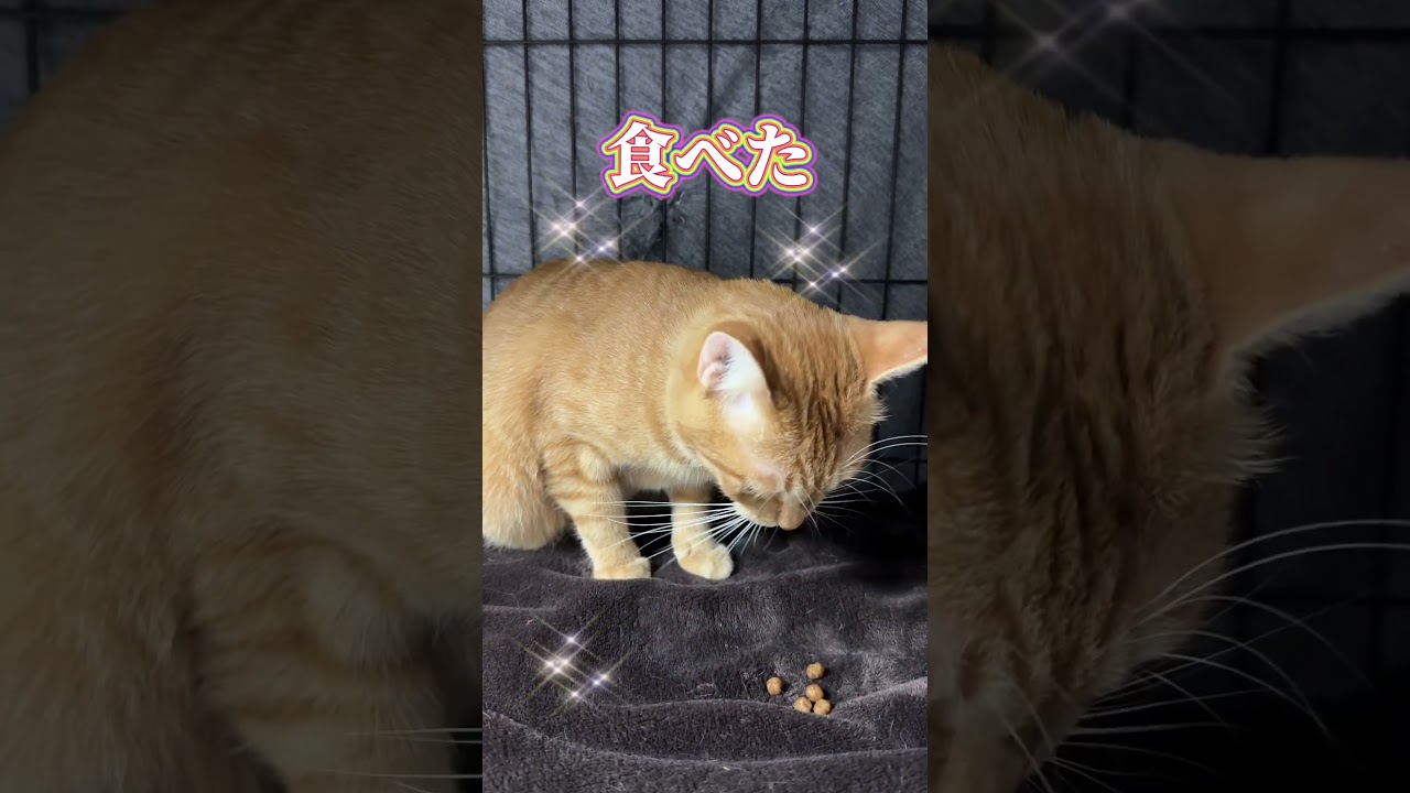 チャイさんの暮らし⑲。#保護猫