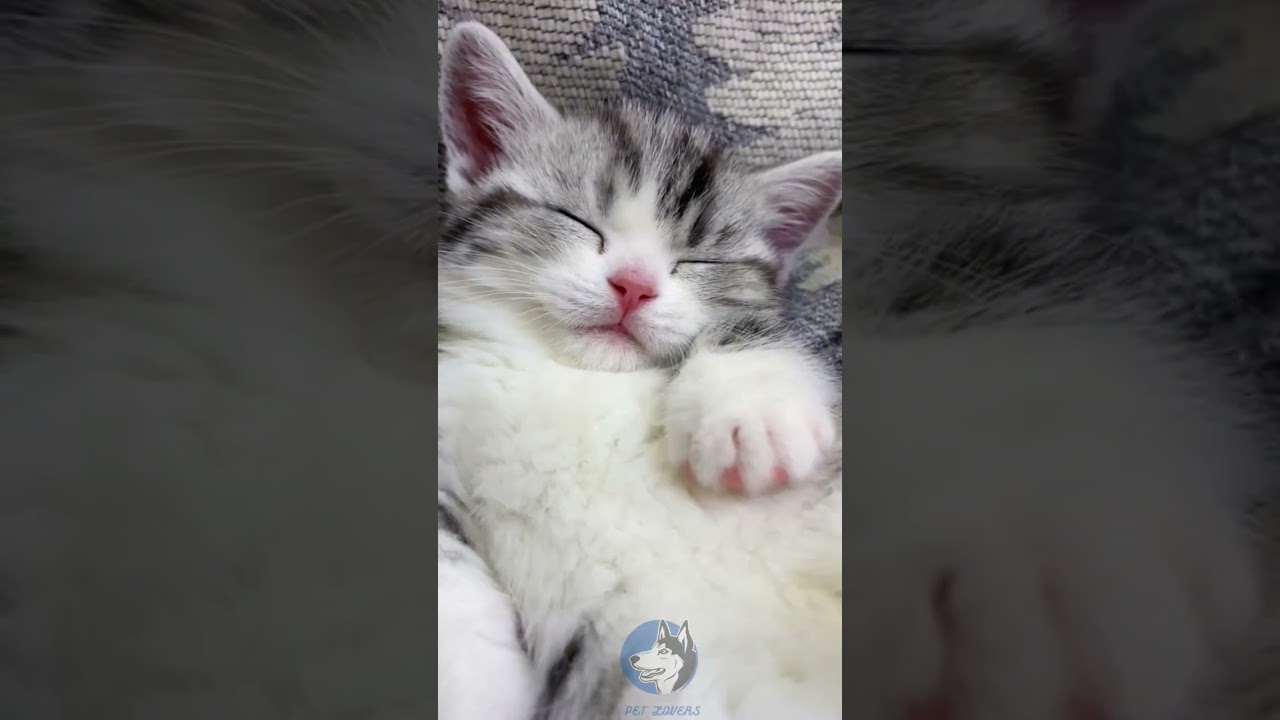 "Exploring my billi's Videos|A Brand New Kitten! #MunchkinCat #Manx #ShenzhenCattery ..."#viral ❤️😻