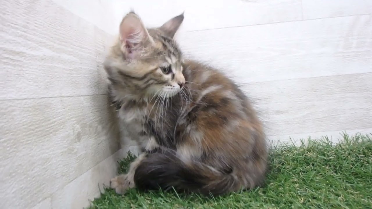 Coo&RIKU　No00667561 ターキッシュアンゴラ