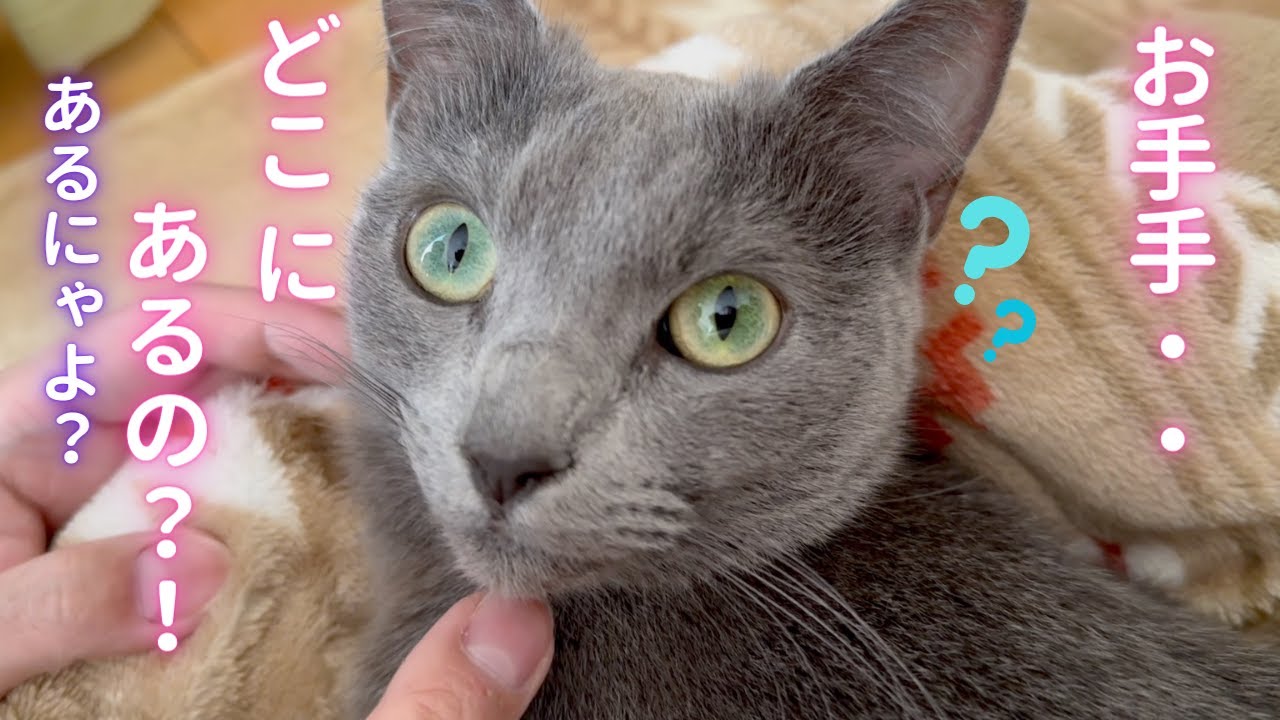 【2/29投稿 猫ロシアンブルー】モフモフの中から宝物を見つけたママ