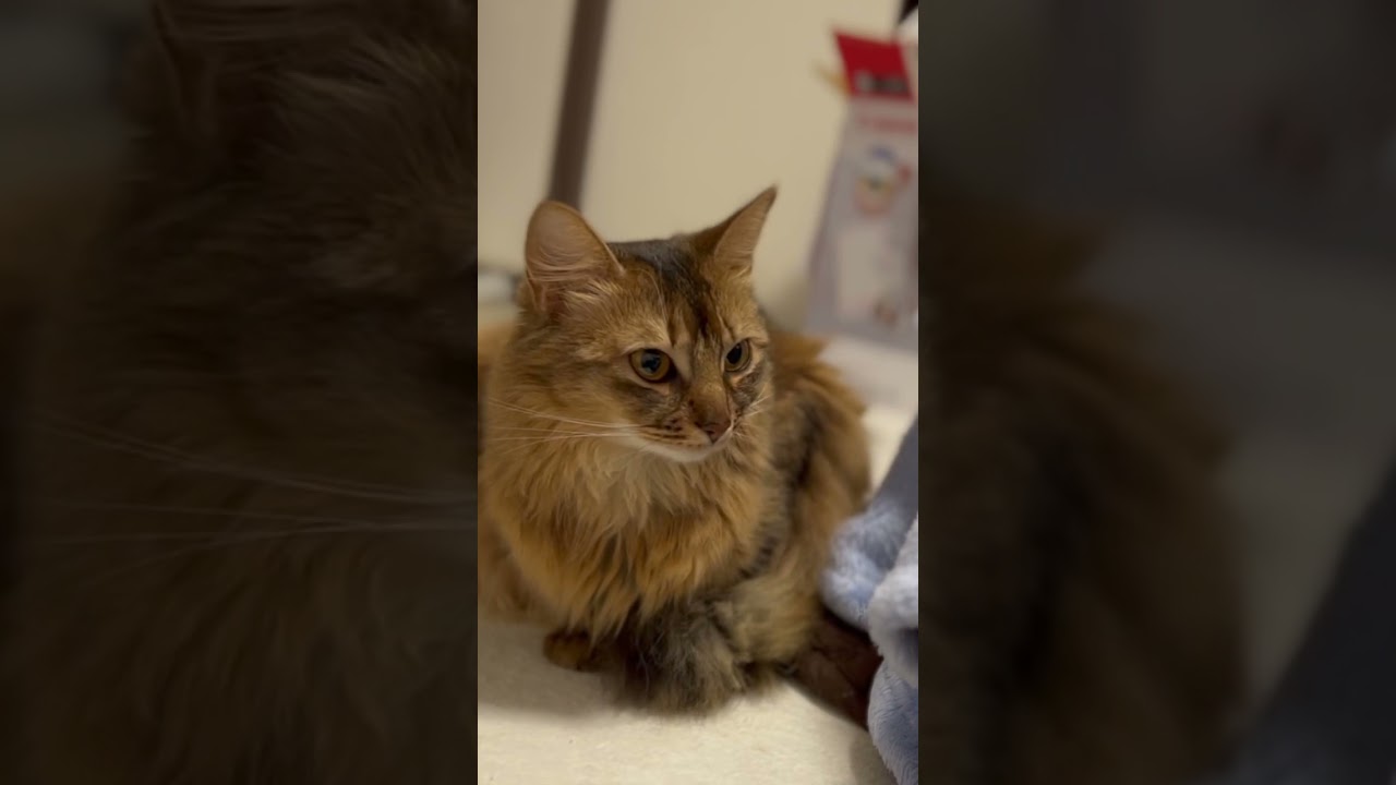 視線を感じるので見てみるとだいたい猫様が見守っている様子がこちらですw#shorts