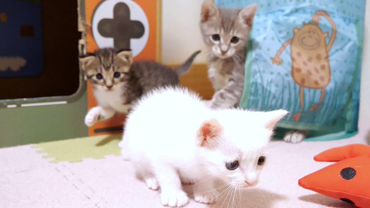 白子猫ちゃん！後ろ後ろ！狙われてますよ【赤ちゃん猫　保護猫】