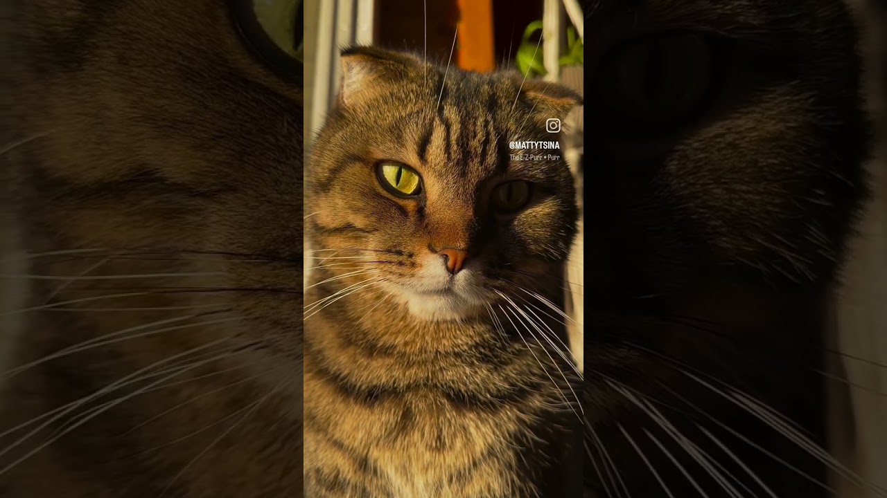 brown 🟤 cat video #youtubesearch #trendingvideo #shortvideo #cat #viralvideo #trending #catnoises