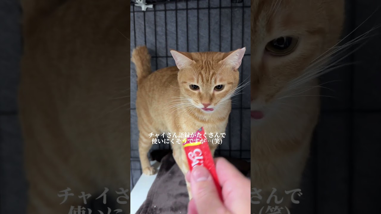 チャイさんの暮らし⑳。#保護猫