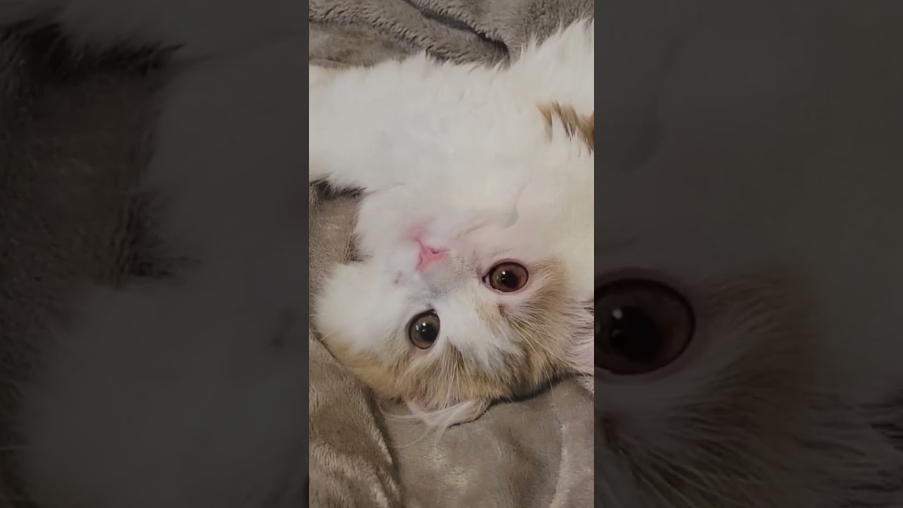 これなに #猫のいる暮らし #ラガマフィン #shorts
