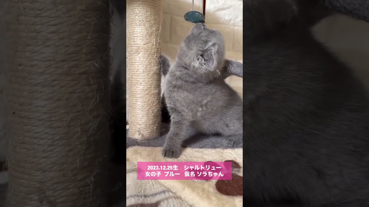 #shorts 【シャルトリュー子猫】38日目　仮名ソラちゃん
