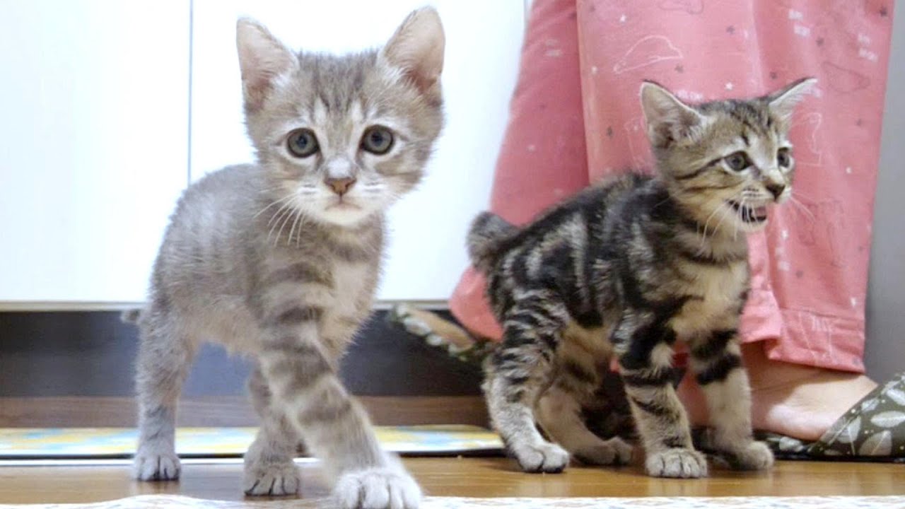 子猫達が「ごはん下さいな」と足元で並んでおねだりしてカワイイ【赤ちゃん猫　保護猫】